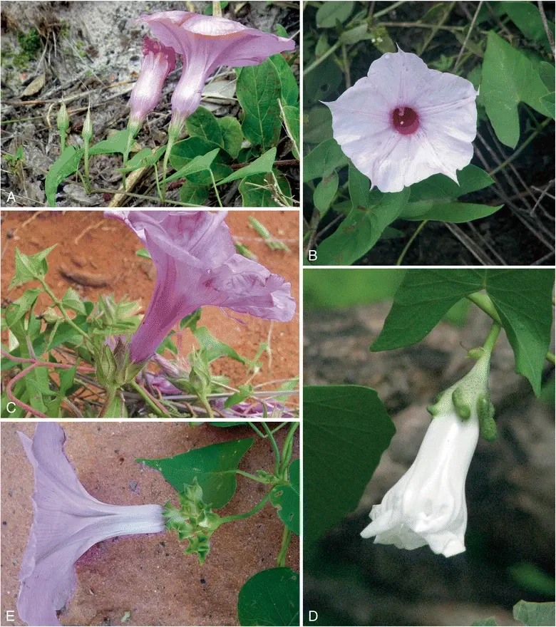 Bush Morning Glory (Convolvulus Cneorum) — ground cover / perennial / shrub for full; or as a feature plant in Mediterranean-themed landscapes, image 60