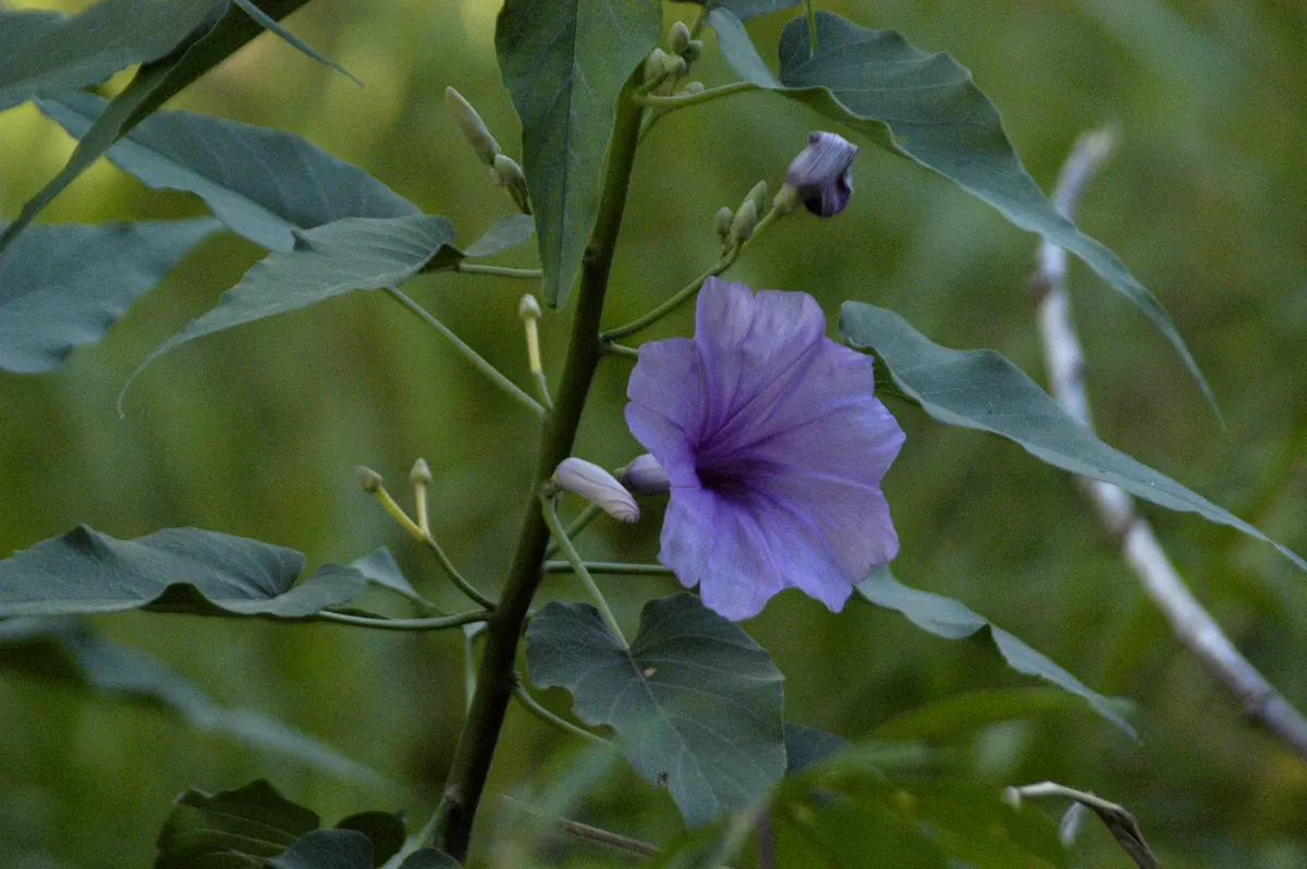 Bush Morning Glory (Convolvulus Cneorum) — white flowers in the garden; prefers full sun and well-drained soil, image 118