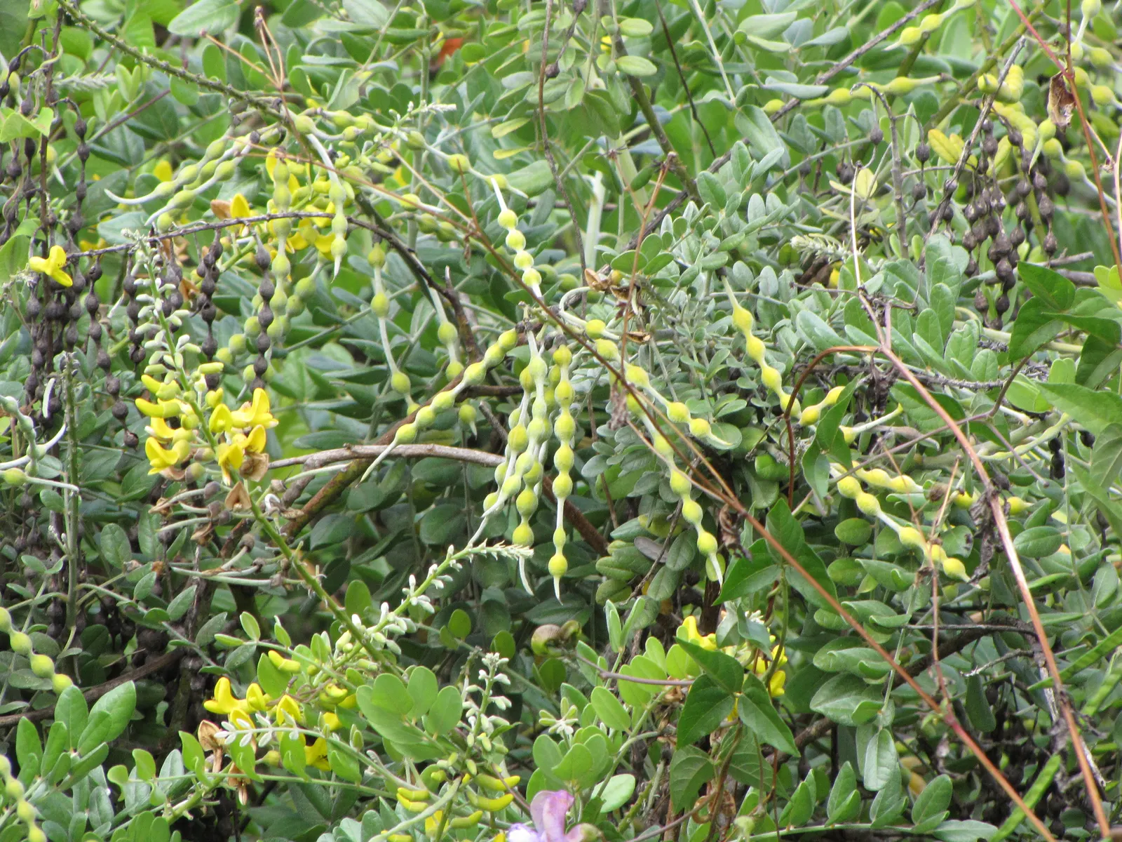 Bush Morning Glory (Convolvulus Cneorum) — Simply remove any dead or damaged branches in early spring to encourage fresh growth; occasional, image 74
