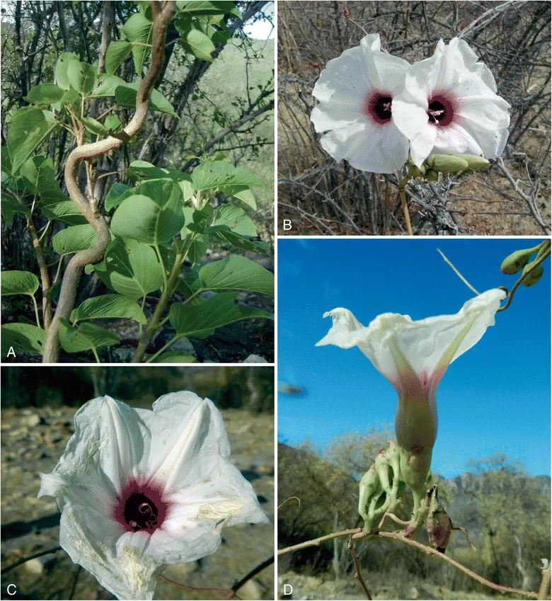Bush Morning Glory (Convolvulus Cneorum) — adding a dynamic living element to the landscape.<br><br>For maintenance; is a perennial shrub revered, image 72