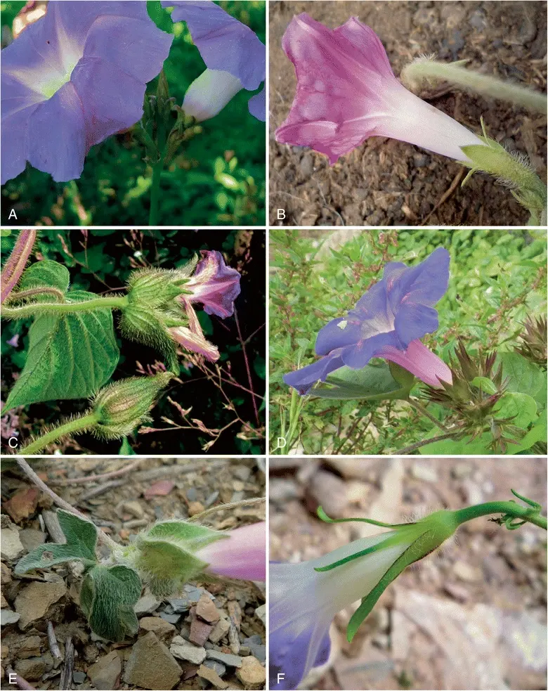 Bush Morning Glory (Convolvulus Cneorum) — Ideal for Mediterranean-style gardens and as accent plants in rockeries or borders; adding a dynamic, image 85