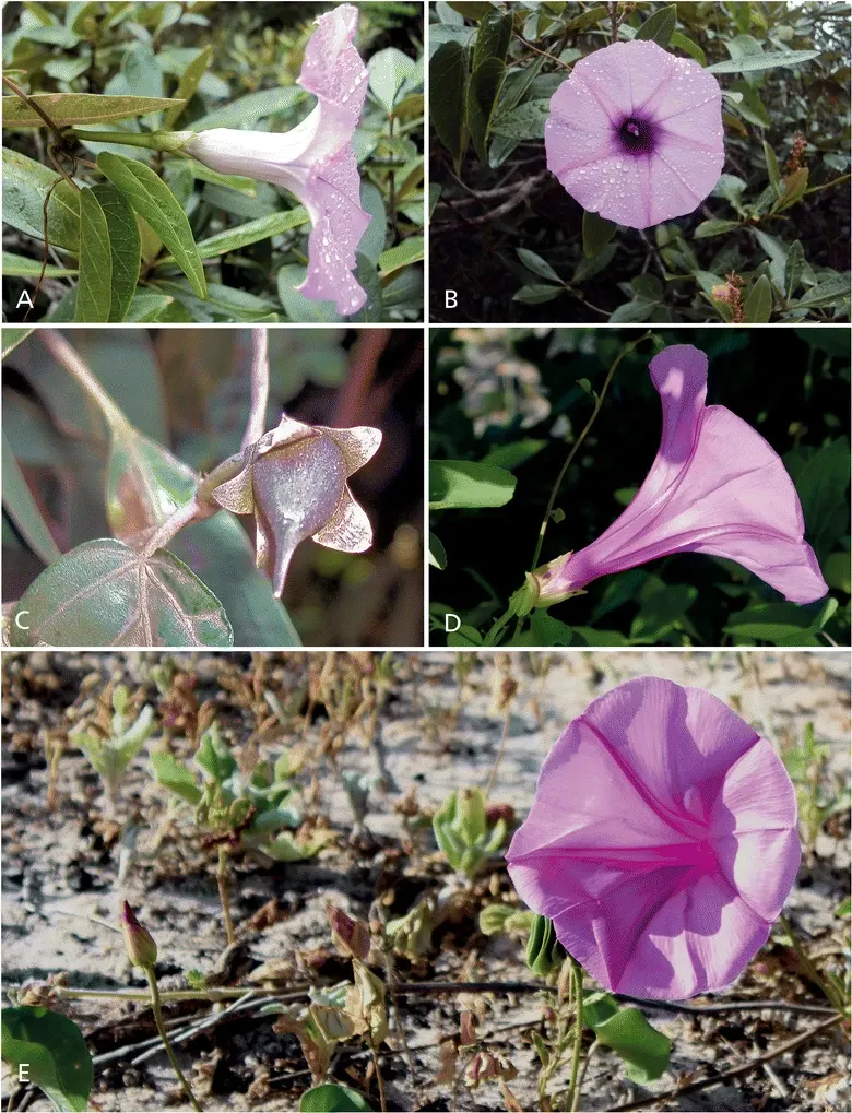 Bush Morning Glory (Convolvulus Cneorum) — ground cover / perennial / shrub with white blooms; with sporadic blooms throughout the warmer months, image 119