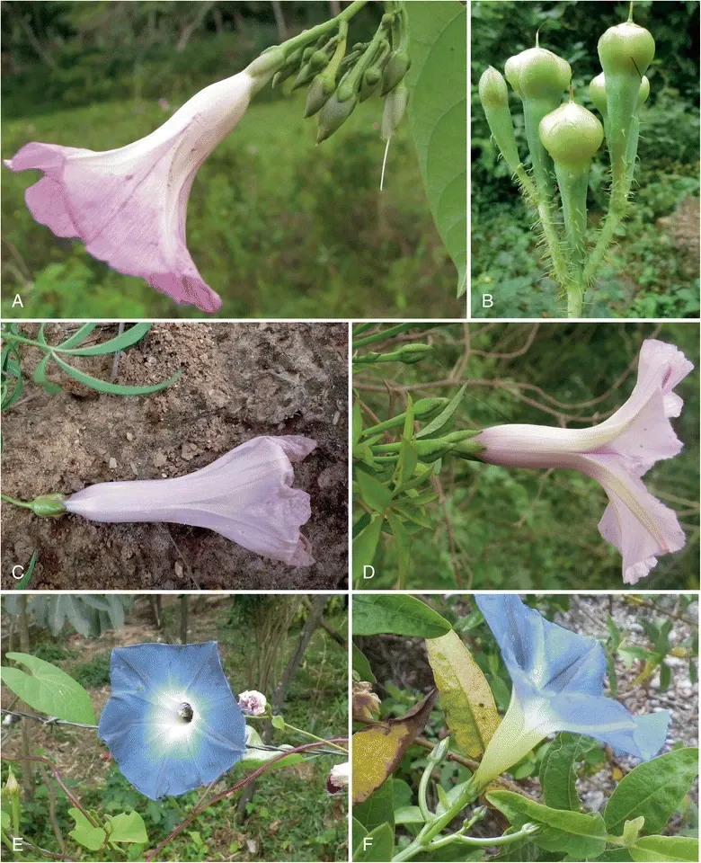 Bush Morning Glory (Convolvulus Cneorum) — ground cover / perennial / shrub with white blooms; with sporadic blooms throughout the warmer months, image 59