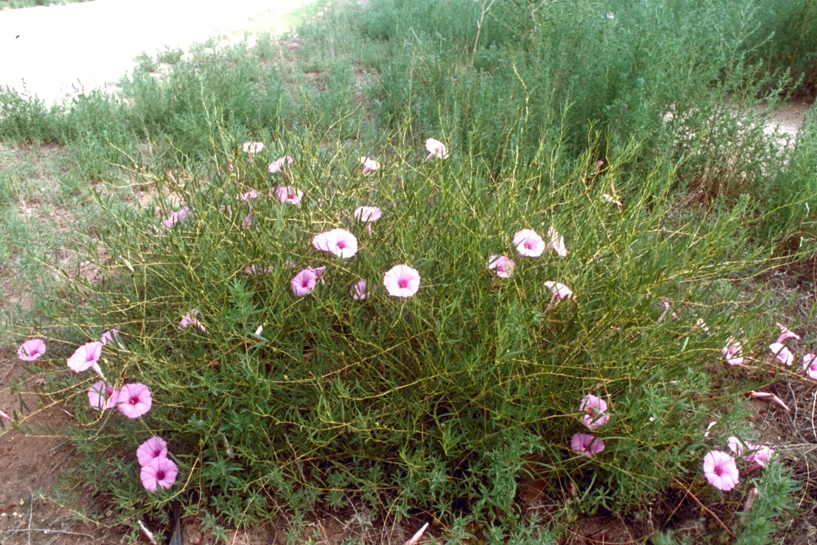Bush Morning Glory (Convolvulus Cneorum) — Occasional watering during extended periods of drought will keep this shrub thriving; a hardy specimen, image 115