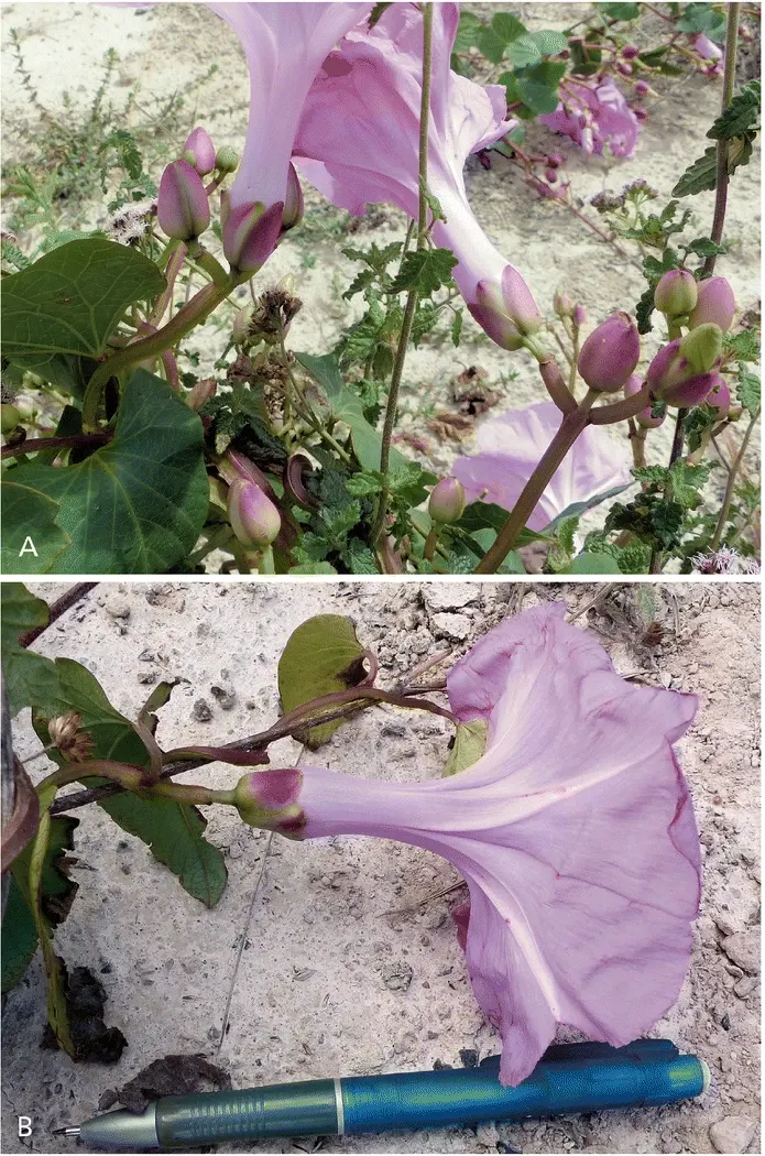 Bush Morning Glory (Convolvulus Cneorum) — making it an ideal choice for water-wise gardens or arid climates; ground cover / perennial / shrub for full