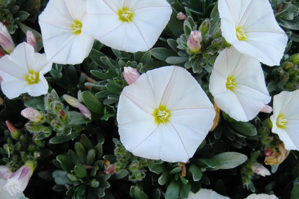 Bush Morning Glory (Convolvulus Cneorum) — Simply remove any dead or damaged branches in early spring to encourage fresh growth