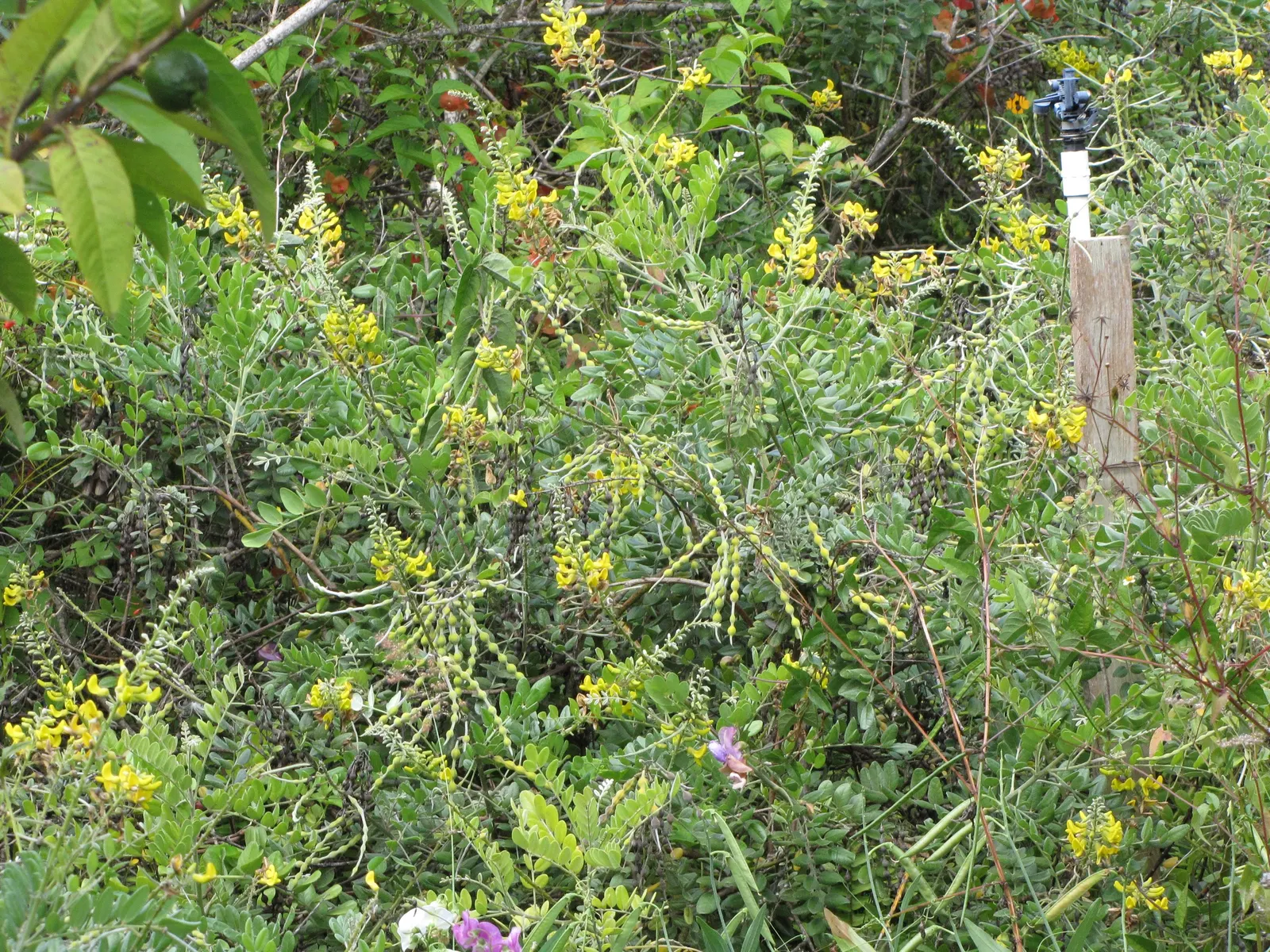 Bush Morning Glory (Convolvulus Cneorum) — Low-maintenance and drought-resistant, it blooms profusely in spring, with sporadic flowers through, image 104