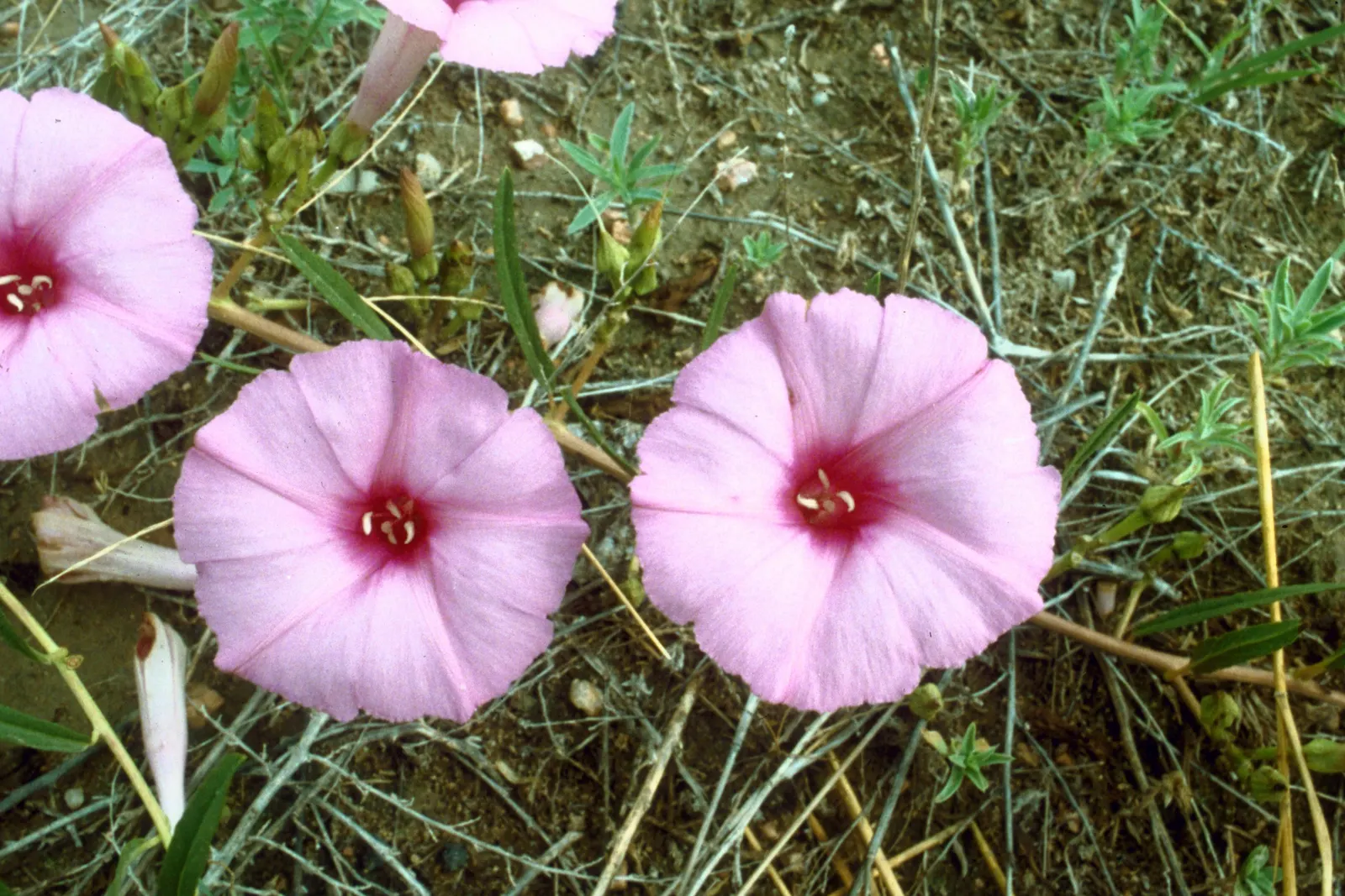 Bush Morning Glory (Convolvulus Cneorum) — or as a feature plant in Mediterranean-themed landscapes; its compact size and ornamental qualities make, image 117