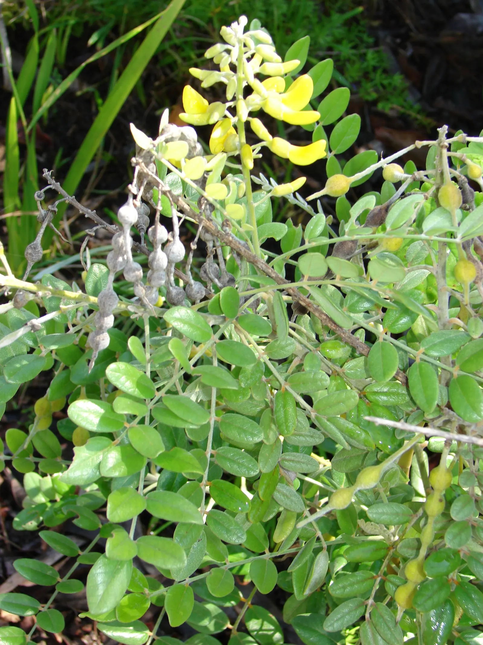 Bush Morning Glory (Convolvulus Cneorum) — Its compact size and ornamental qualities make it an excellent choice for borders; making it an ideal, image 96