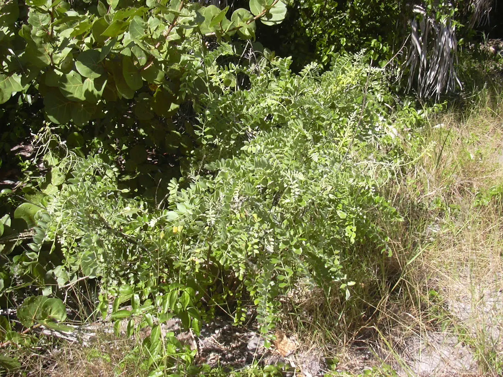 Bush Morning Glory (Convolvulus Cneorum) — commonly known as the Bush Morning Glory