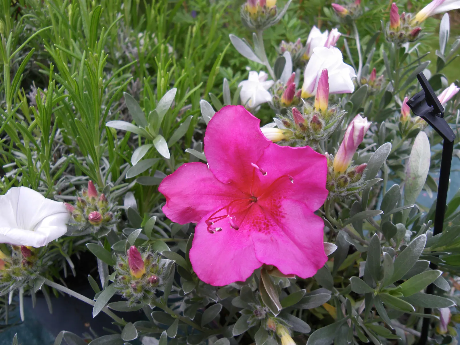 Bush Morning Glory (Convolvulus Cneorum) — minimal pruning is required