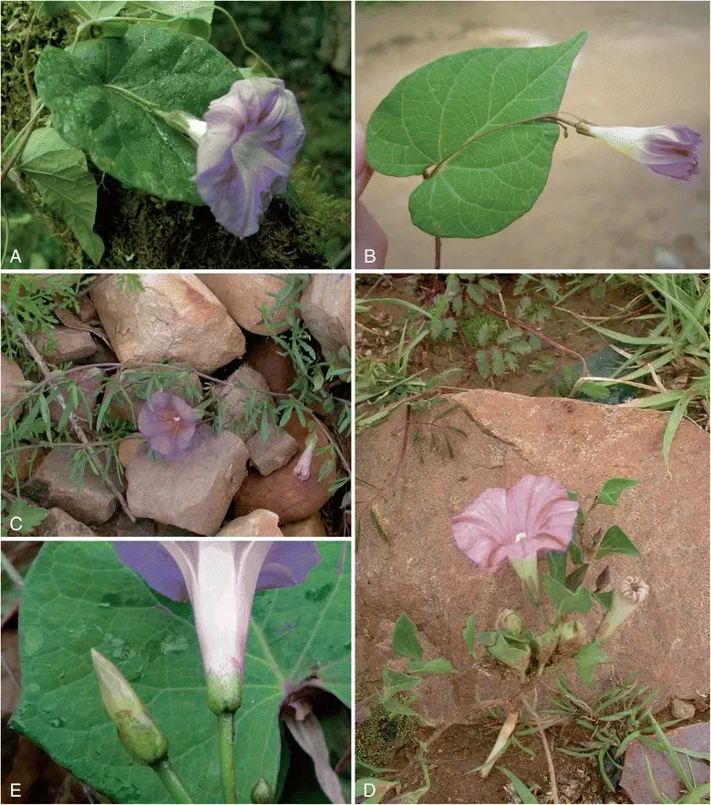 Bush Morning Glory (Convolvulus Cneorum) — minimal pruning is required; the Bush Morning Glory is drought-tolerant once established, image 73