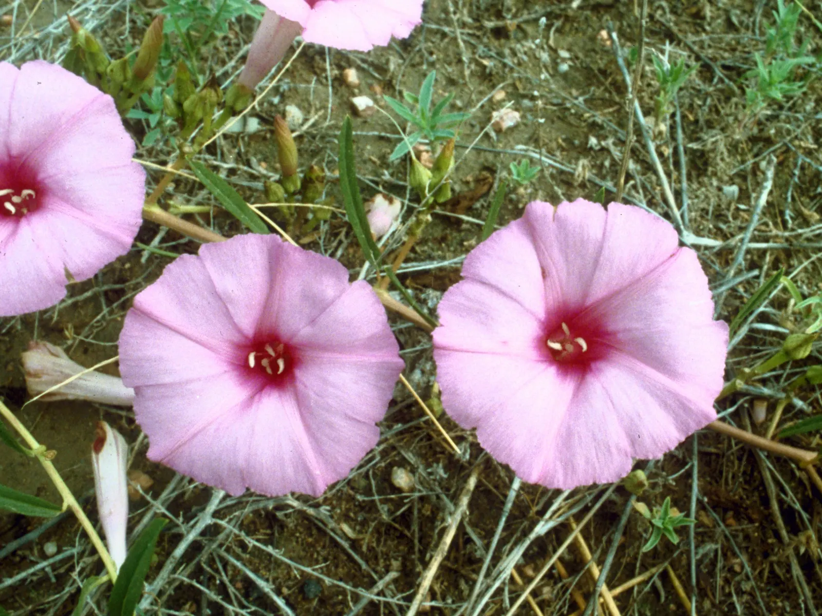 Bush Morning Glory (Convolvulus Cneorum) — Its compact size and ornamental qualities make it an excellent choice for borders; making it an ideal, image 116