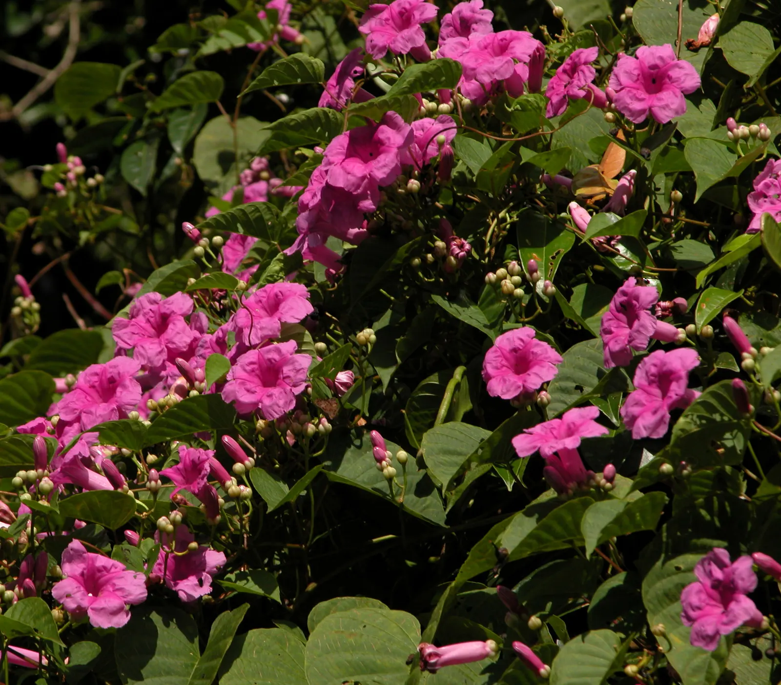 Bush Morning Glory (Convolvulus Cneorum) — minimal pruning is required; the Bush Morning Glory is drought-tolerant once established, image 113