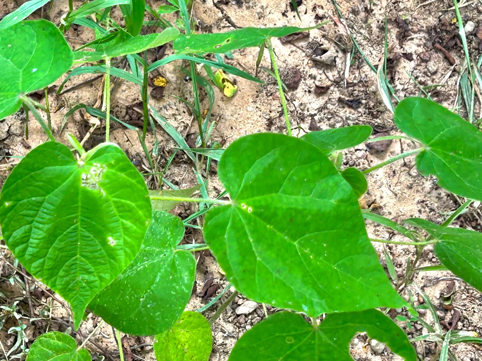 Bush Morning Glory (Convolvulus Cneorum) — commonly known as the Bush Morning Glory; ground cover / perennial / shrub with white blooms, image 146