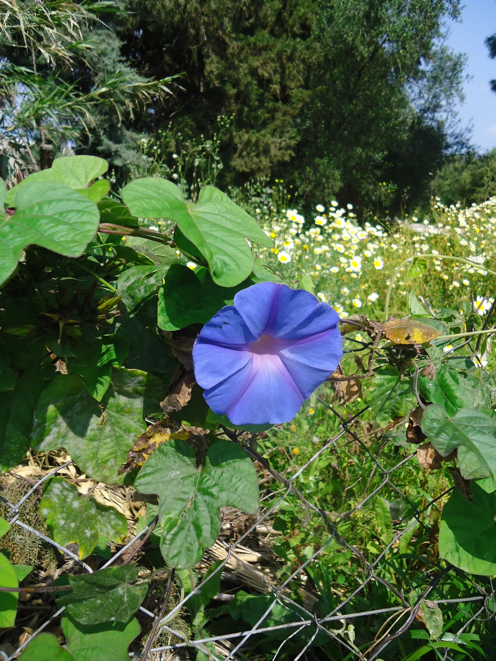 Bush Morning Glory (Convolvulus Cneorum) — The Bush Morning Glory is drought-tolerant once established; minimal pruning is required, image 148