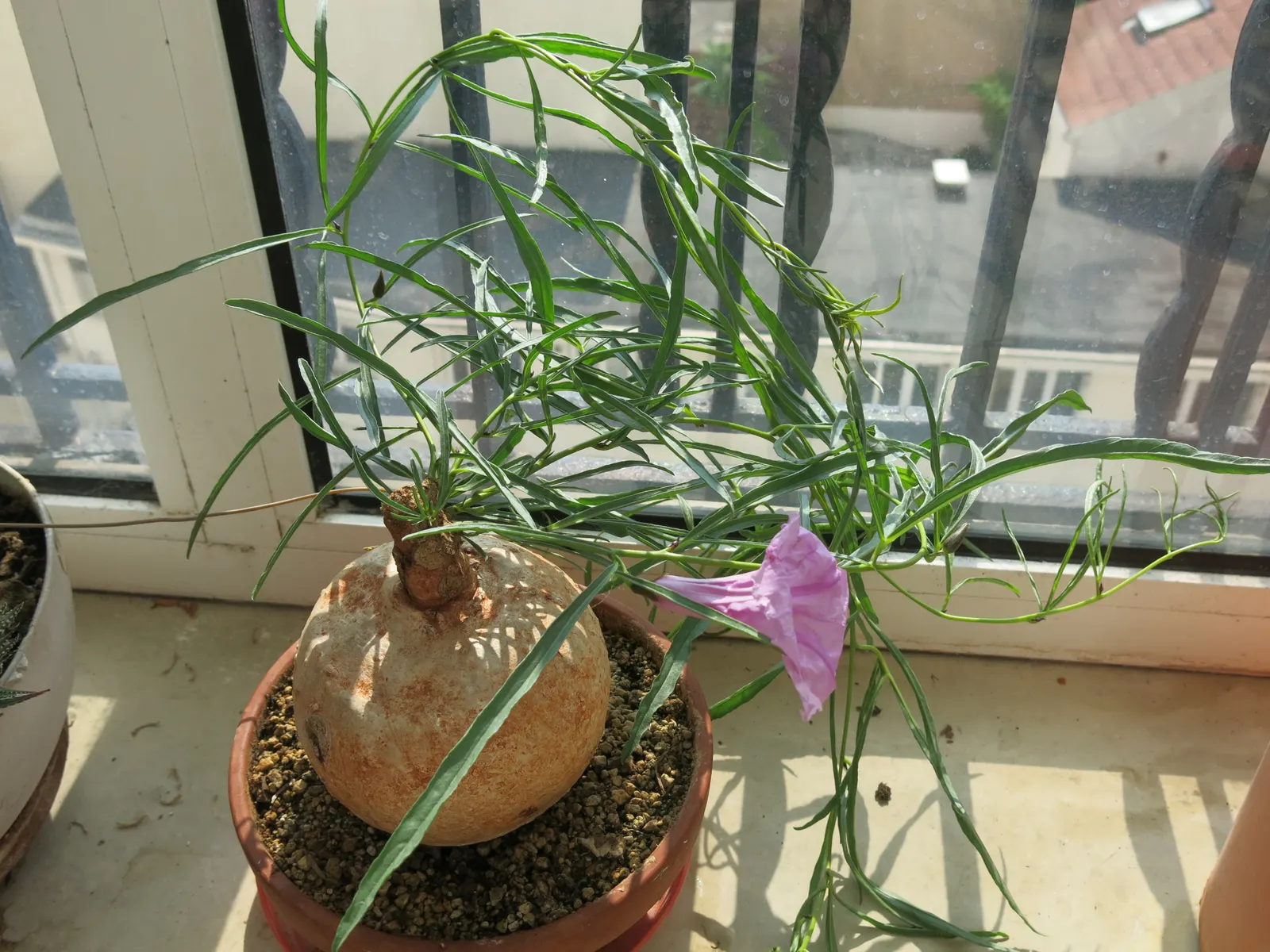Bush Morning Glory (Convolvulus Cneorum) — ground cover / perennial / shrub for full; or as a feature plant in Mediterranean-themed landscapes, image 120