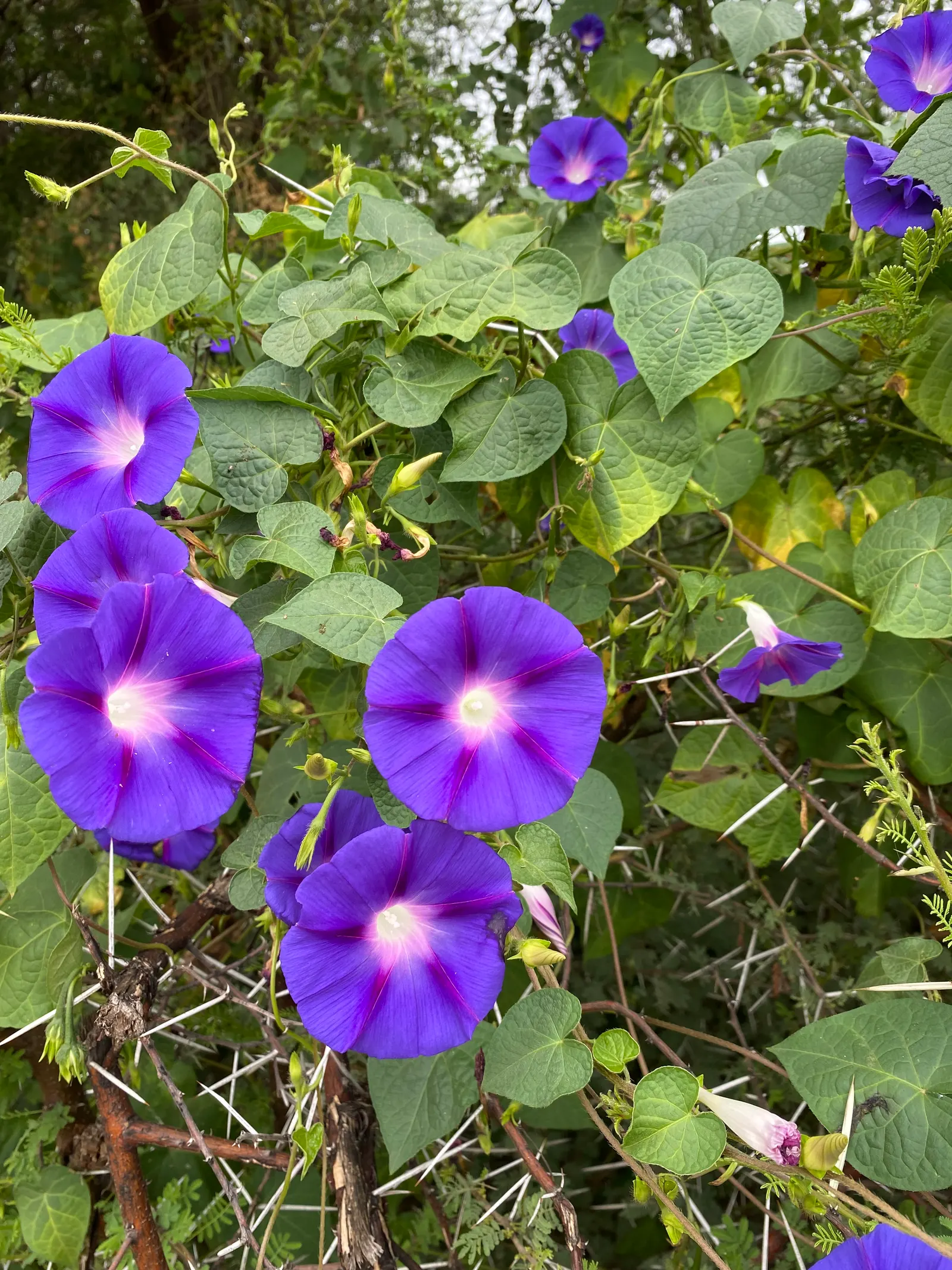 Bush Morning Glory (Convolvulus Cneorum) — Simply remove any dead or damaged branches in early spring to encourage fresh growth; occasional, image 114