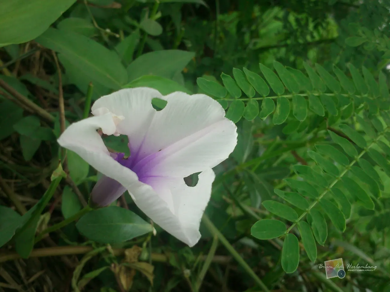 Bush Morning Glory (Convolvulus Cneorum) — Ideal for Mediterranean-style gardens and as accent plants in rockeries or borders; adding a dynamic, image 125