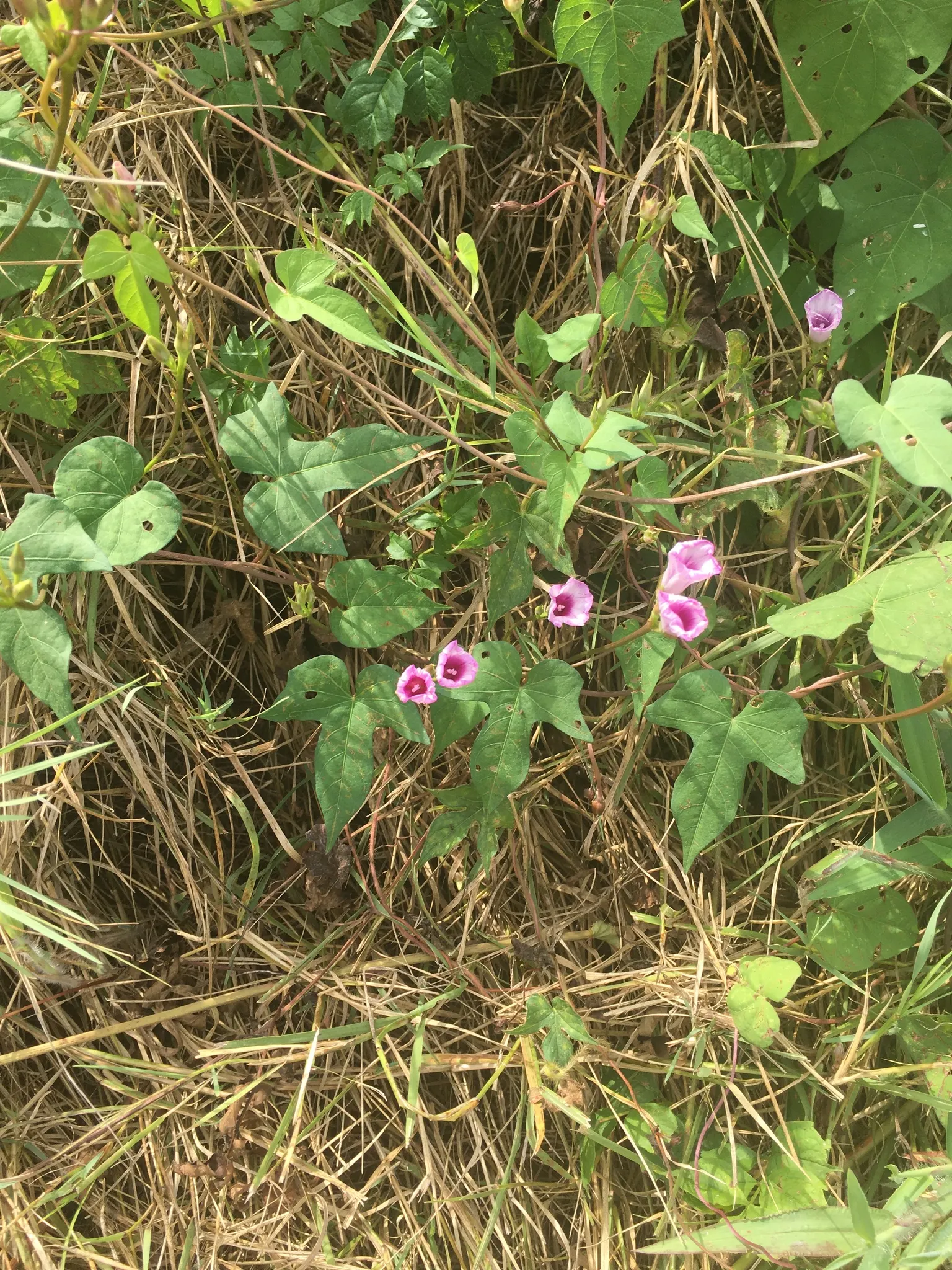 Bush Morning Glory (Convolvulus Cneorum) — the Bush Morning Glory's blossoms are a magnet for pollinators such as bees and butterflies; simply, image 111
