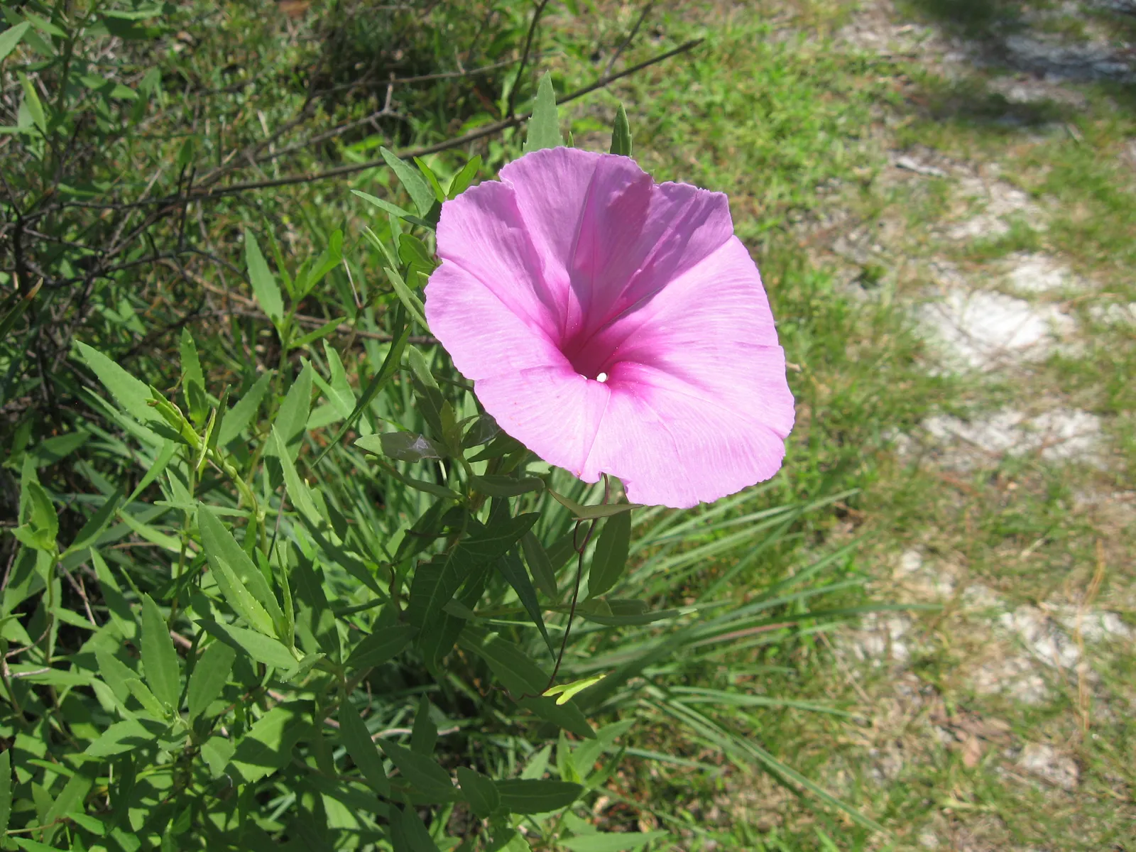 Bush Morning Glory (Convolvulus Cneorum) — with sporadic blooms throughout the warmer months; typically reaching heights between 2 to 3 feet with a, image 150