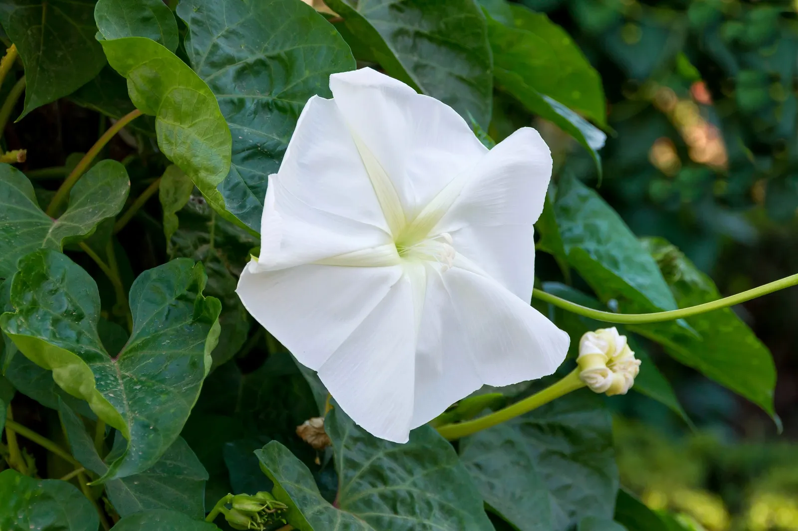 Bush Morning Glory (Convolvulus Cneorum) — Occasional watering during extended periods of drought will keep this shrub thriving; a hardy specimen, image 135