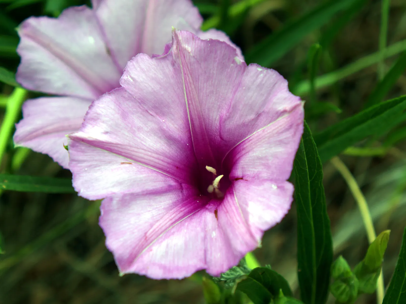 Bush Morning Glory (Convolvulus Cneorum) — Its compact size and ornamental qualities make it an excellent choice for borders; making it an ideal, image 136