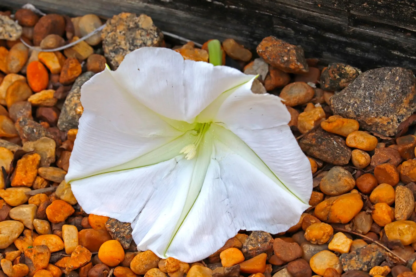 Bush Morning Glory (Convolvulus Cneorum) — is a perennial shrub revered for its silvery foliage and stunning funnel-shaped white to pinkish flowers, image 141