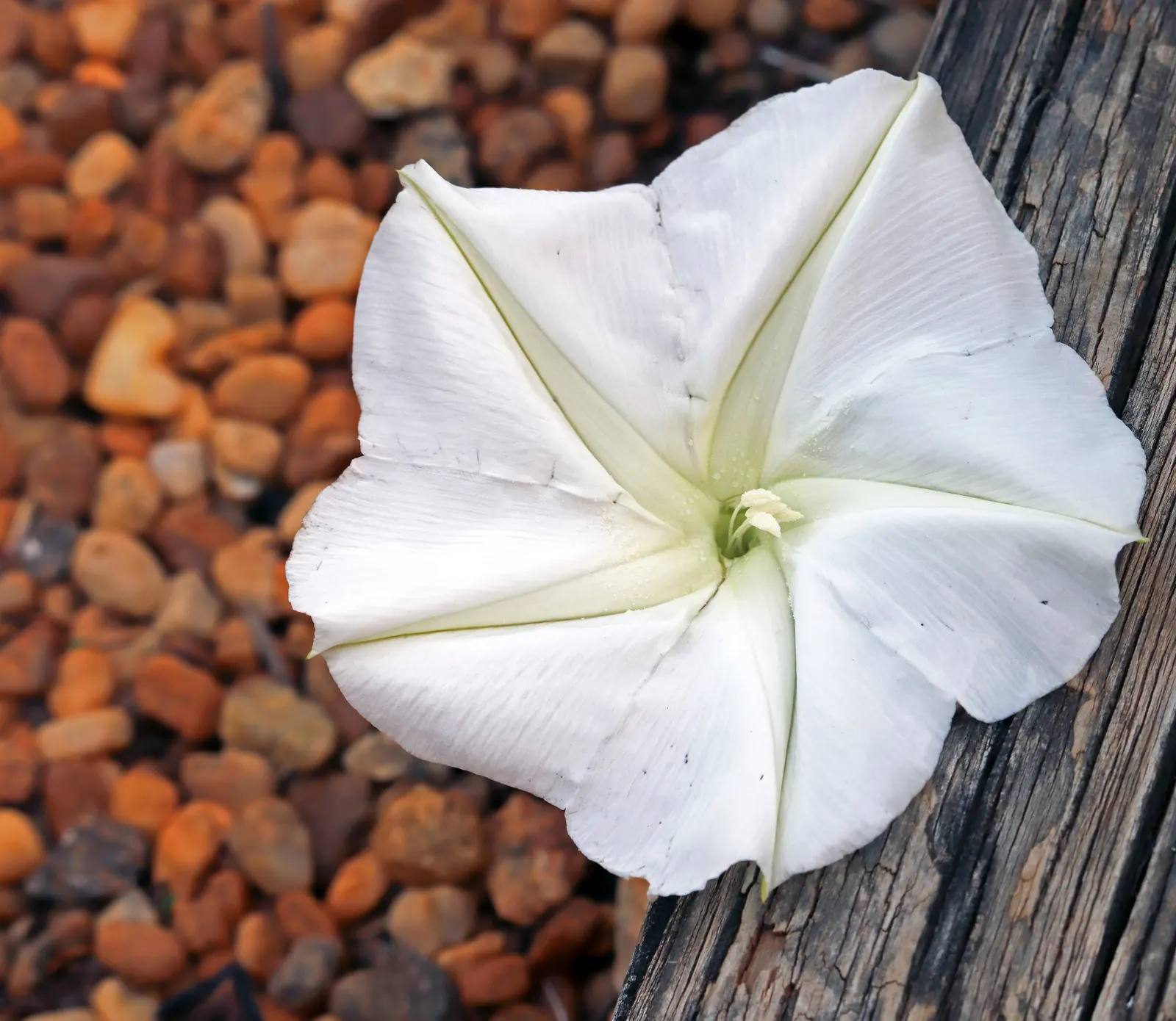 Bush Morning Glory (Convolvulus Cneorum) — Prefers full sun and well-drained soil; white flowers in the garden, image 123