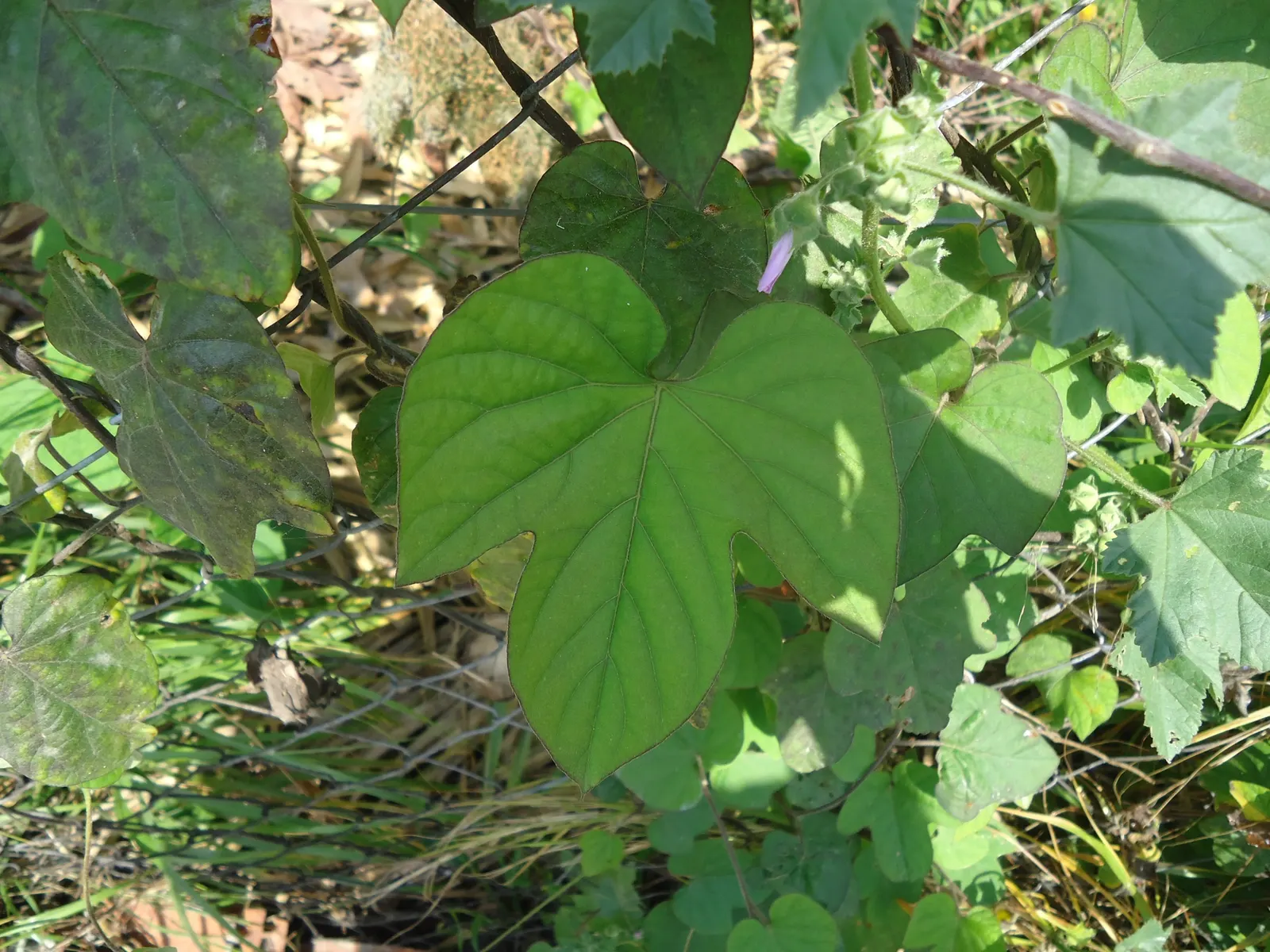 Bush Morning Glory (Convolvulus Cneorum) — minimal pruning is required; the Bush Morning Glory is drought-tolerant once established, image 153