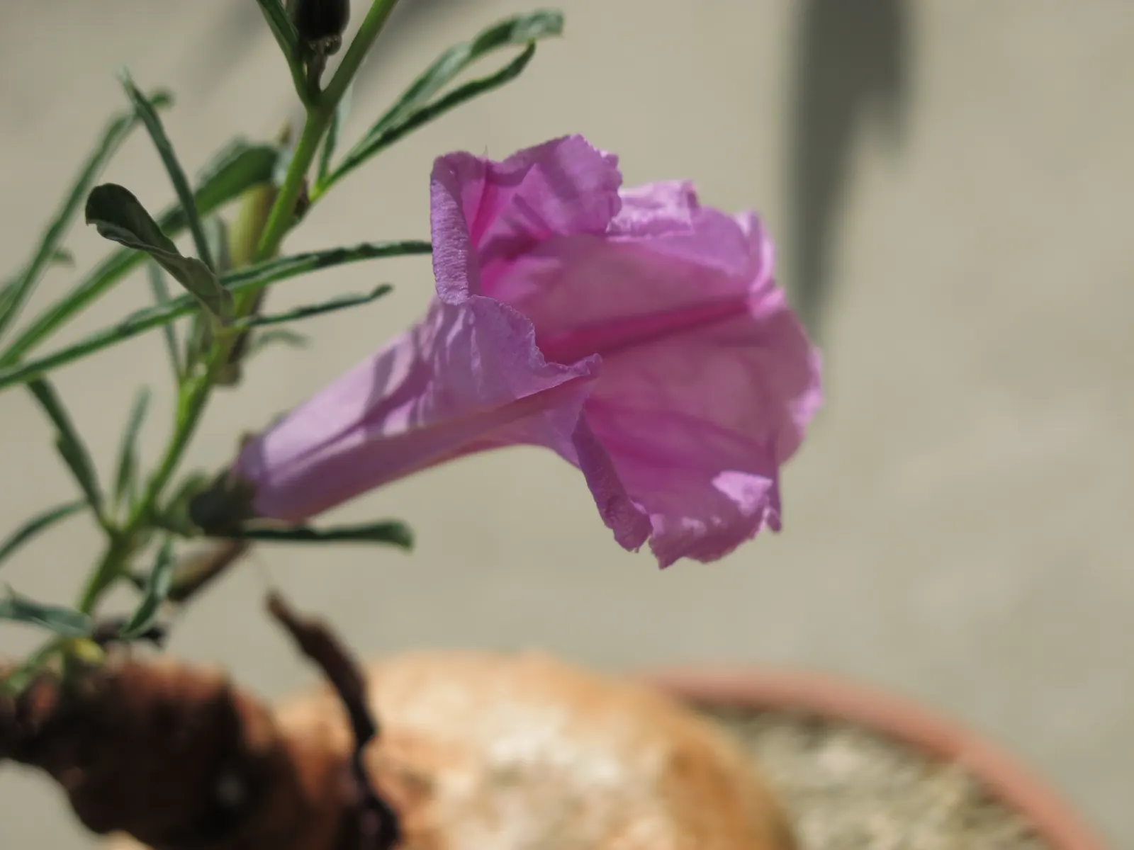 Bush Morning Glory (Convolvulus Cneorum) — Low-maintenance and drought-resistant, it blooms profusely in spring, with sporadic flowers through, image 144