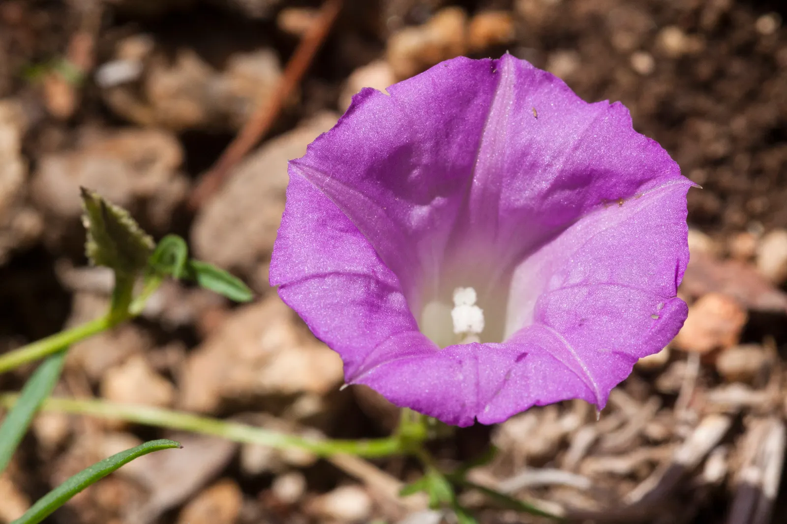 Bush Morning Glory (Convolvulus Cneorum) — with sporadic blooms throughout the warmer months; typically reaching heights between 2 to 3 feet with a, image 130