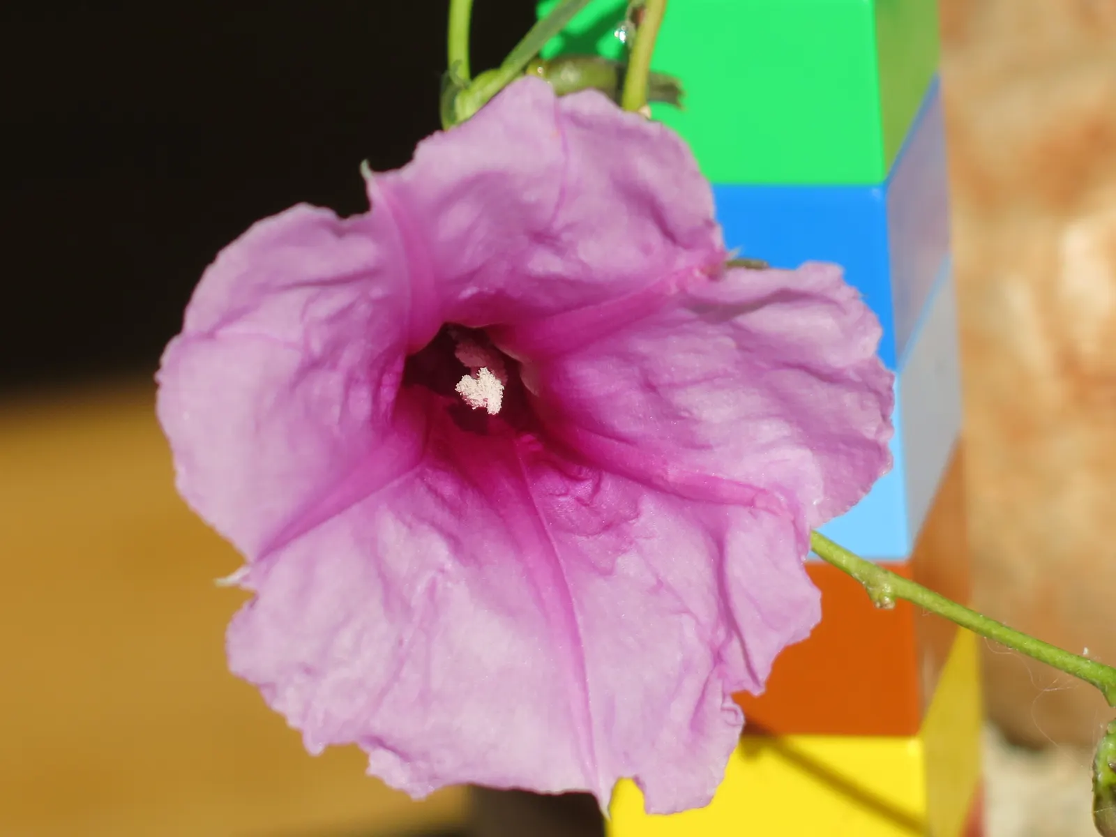 Bush Morning Glory (Convolvulus Cneorum) — A hardy specimen reaching 2 feet in height and 3 feet in width, it thrives in USDA zones 8-10; the Bush, image 122
