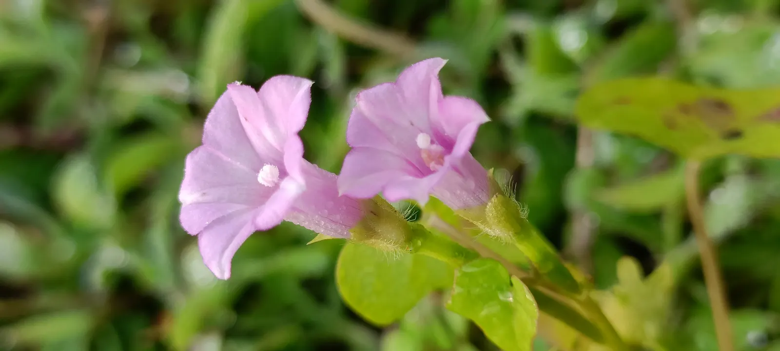 Bush Morning Glory (Convolvulus Cneorum) — the Bush Morning Glory's blossoms are a magnet for pollinators such as bees and butterflies; simply, image 131