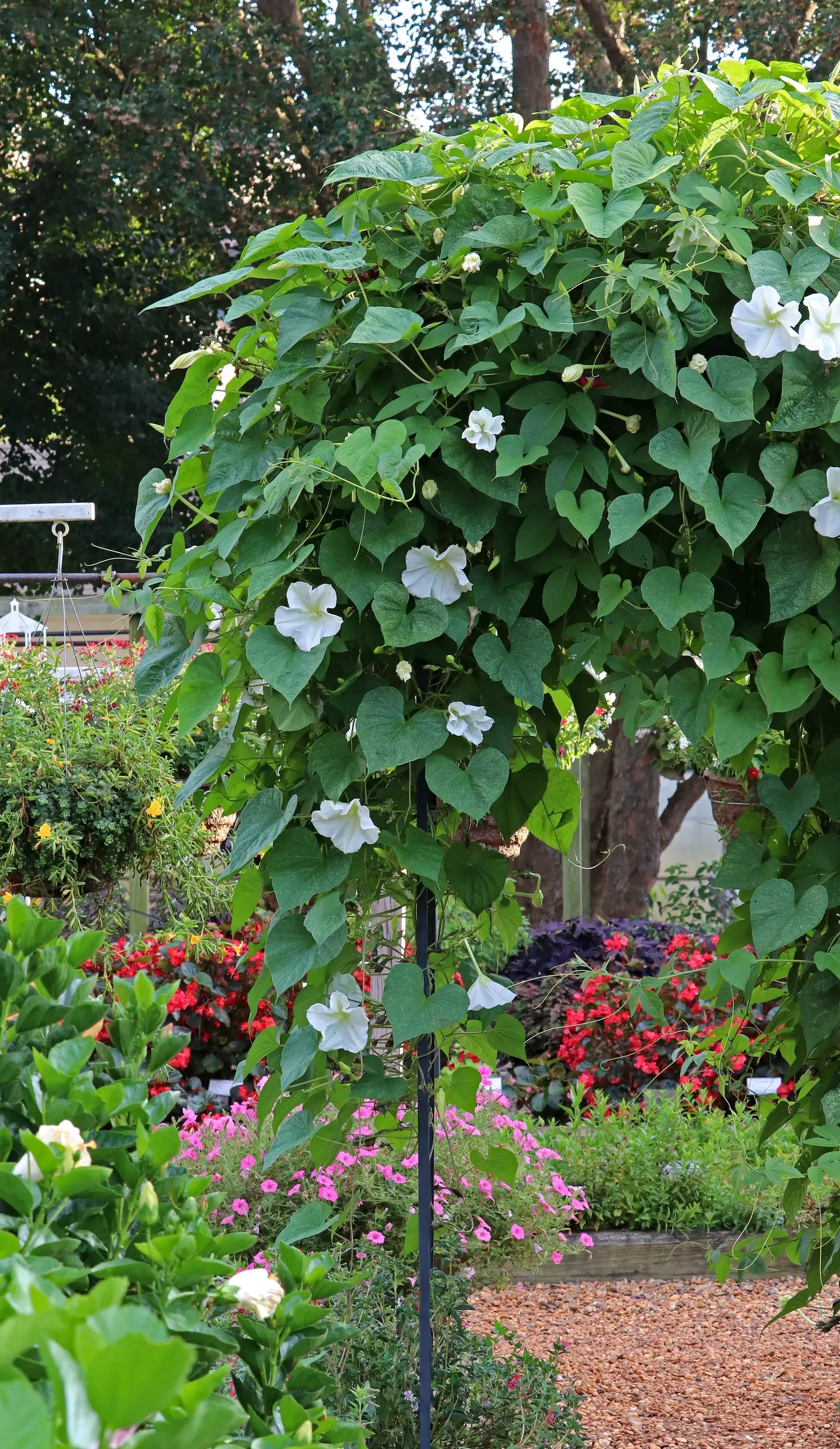 Bush Morning Glory (Convolvulus Cneorum) — ground cover / perennial / shrub with white blooms; with sporadic blooms throughout the warmer months, image 139