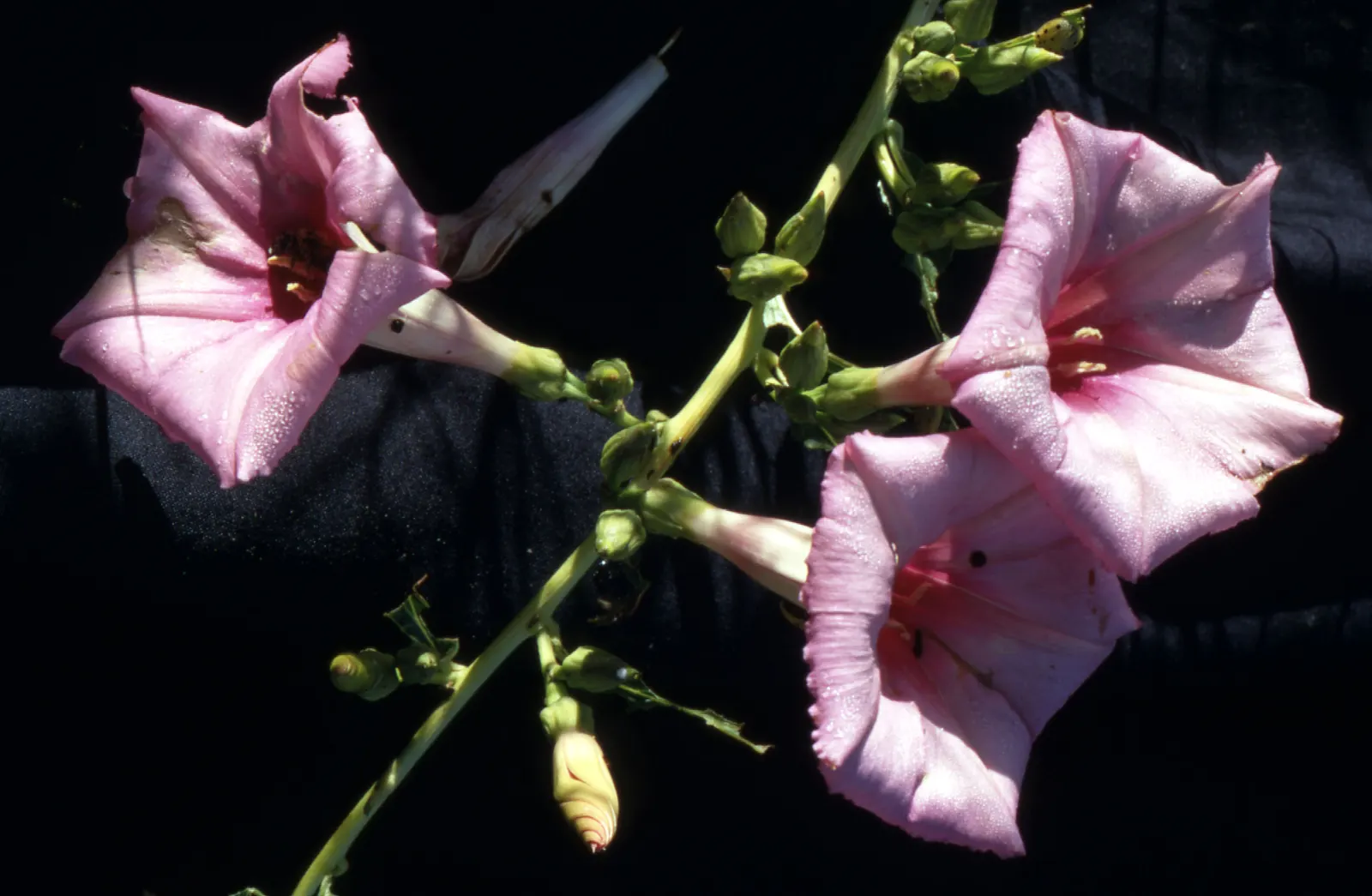 Bush Morning Glory (Convolvulus Cneorum) — white flowers in the garden; prefers full sun and well-drained soil, image 138