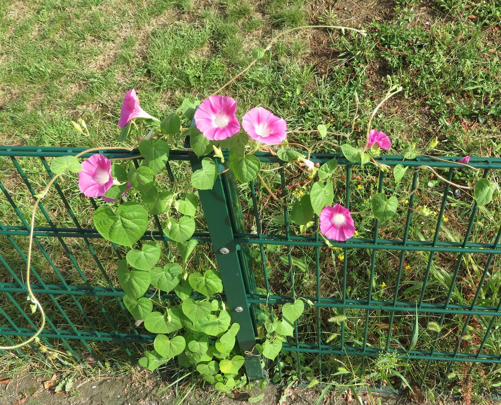 Bush Morning Glory (Convolvulus Cneorum) — adding a dynamic living element to the landscape.<br><br>For maintenance; is a perennial shrub revered, image 132