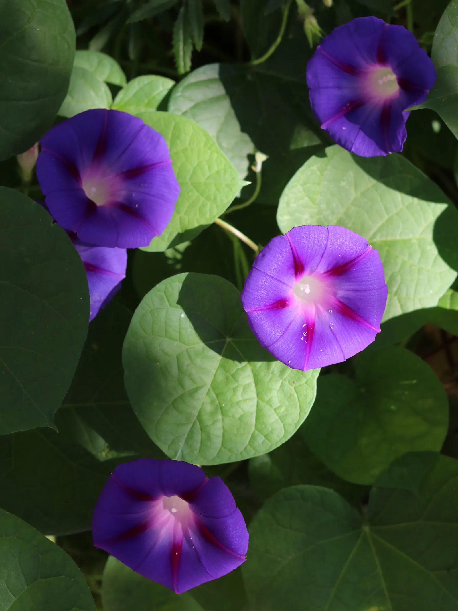 Bush Morning Glory (Convolvulus Cneorum) — minimal pruning is required; the Bush Morning Glory is drought-tolerant once established, image 133