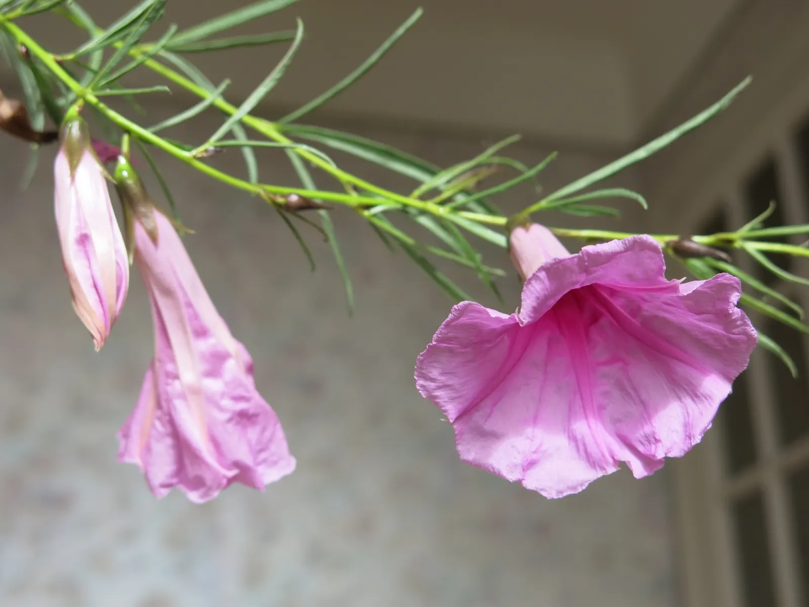 Bush Morning Glory (Convolvulus Cneorum) — Prefers full sun and well-drained soil; white flowers in the garden, image 143