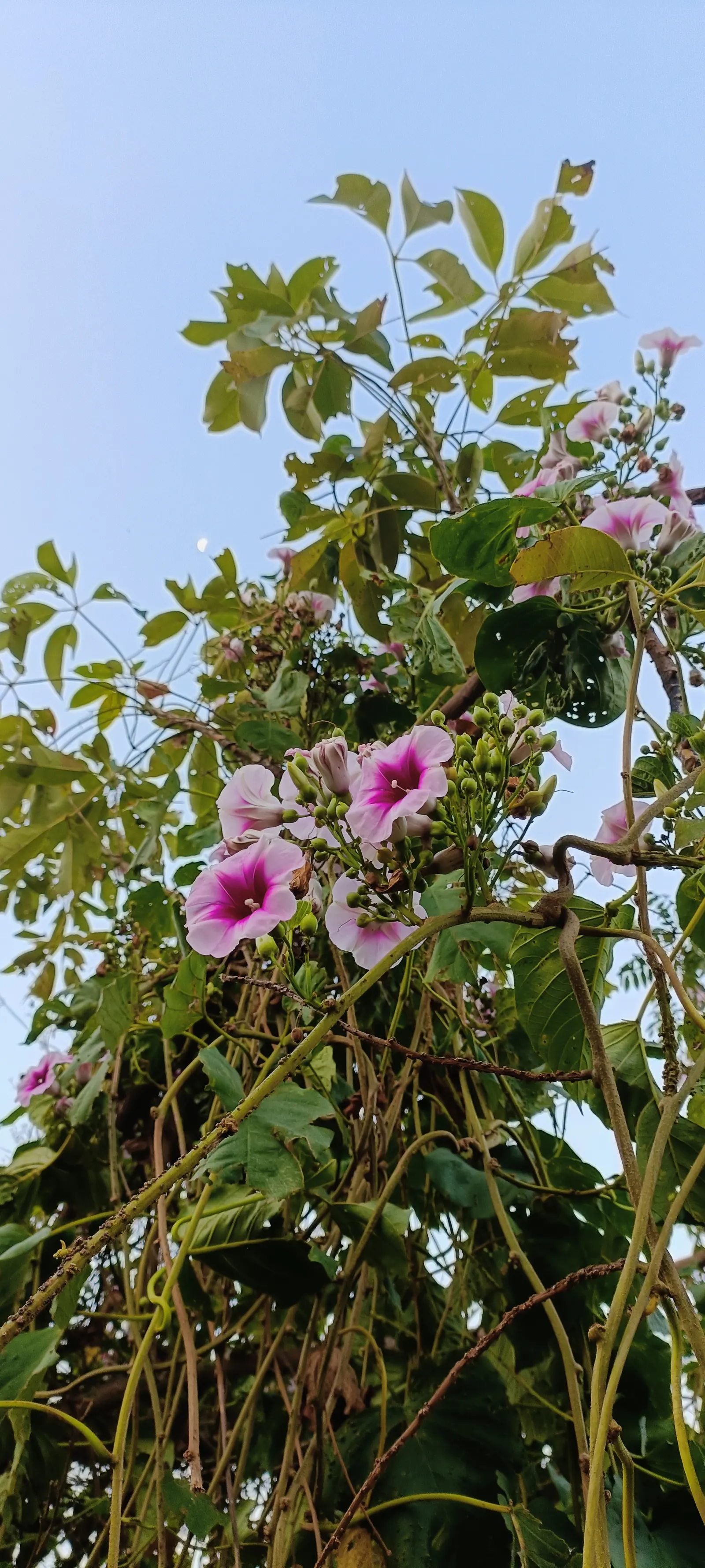 Bush Morning Glory (Convolvulus Cneorum) — making it an ideal choice for water-wise gardens or arid climates; ground cover / perennial / shrub for, image 129
