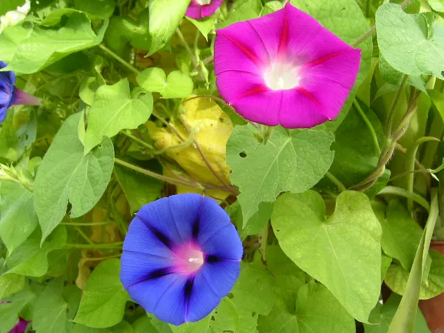Bush Morning Glory (Convolvulus Cneorum) — Typically reaching heights between 2 to 3 feet with a similar spread; commonly known as the Bush Morning, image 127