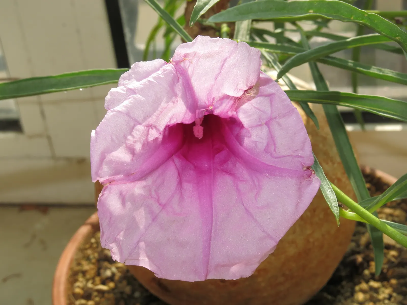 Bush Morning Glory (Convolvulus Cneorum) — the Bush Morning Glory's blossoms are a magnet for pollinators such as bees and butterflies; simply, image 151