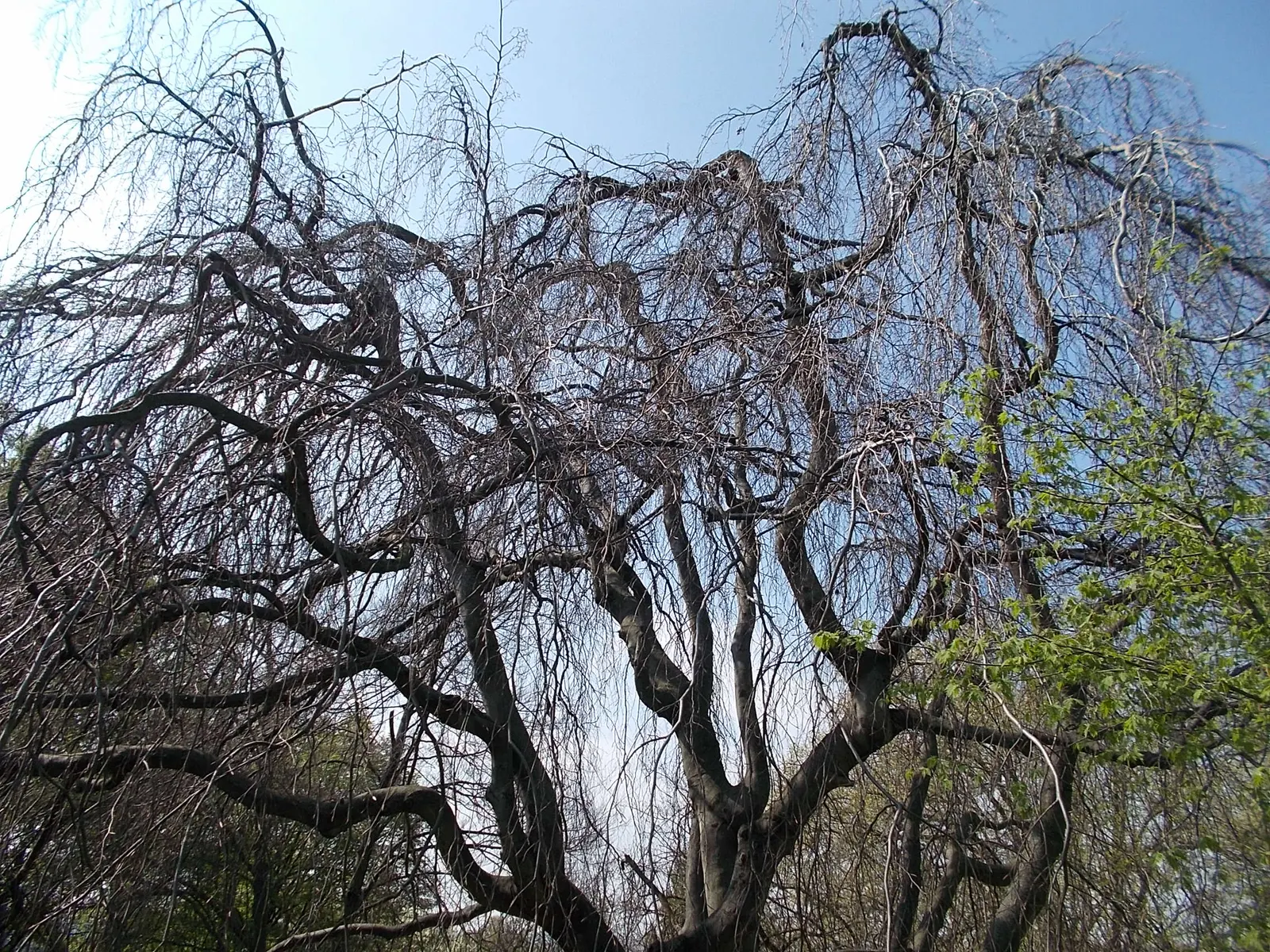 Weeping European Beech (Fagus Sylvatica 'Pendula') — In the fall, the leaves transform to a coppery-bronze, offering seasonal visual interest, image 61