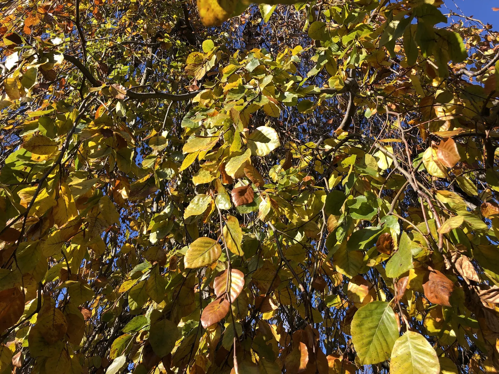 Weeping European Beech (Fagus Sylvatica 'Pendula') — is a captivating deciduous tree renowned for its dramatic; noted for its striking silhouette, image 49