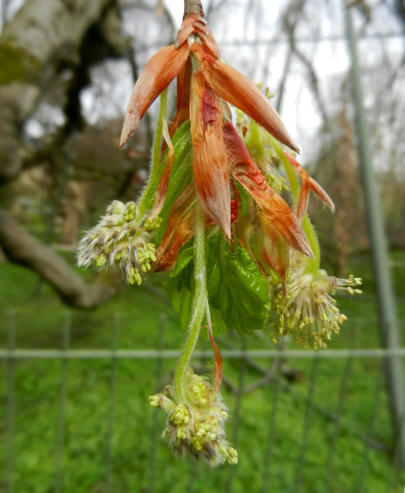 Weeping European Beech (Fagus Sylvatica 'Pendula') — this deciduous specimen adds timeless elegance