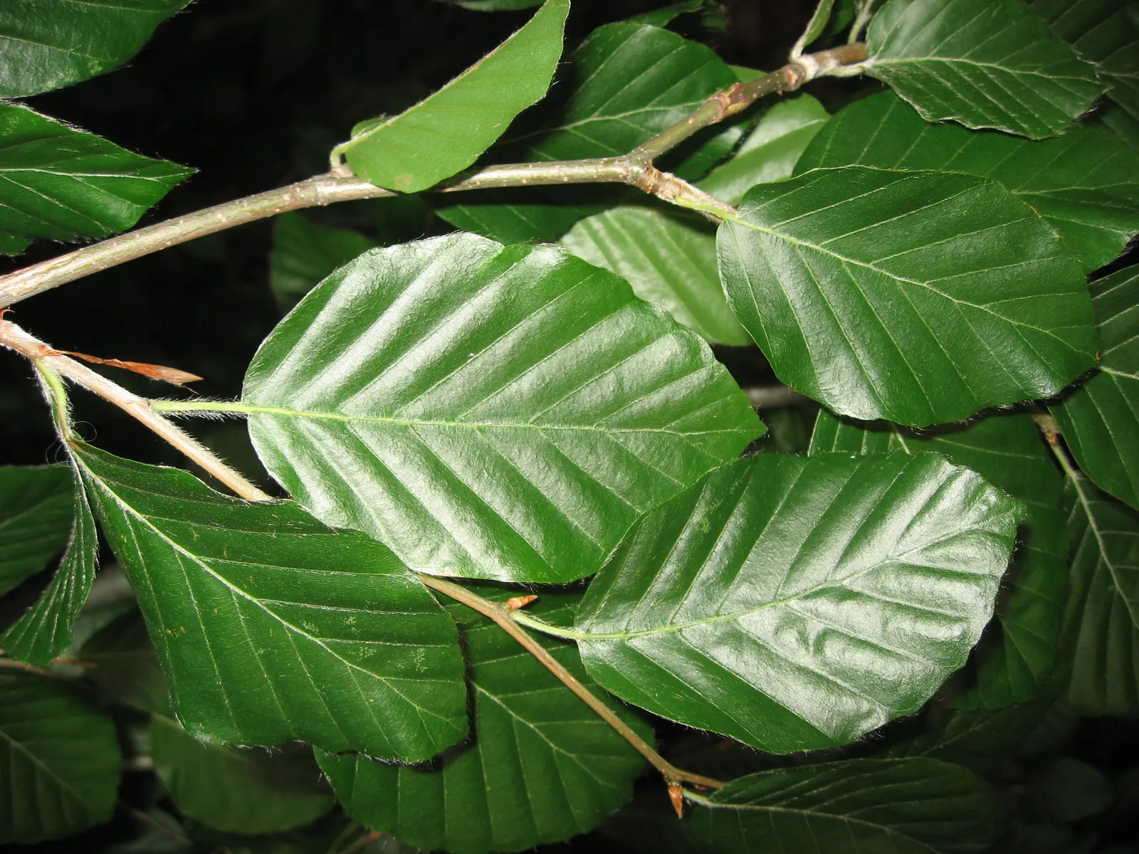 Weeping European Beech (Fagus Sylvatica 'Pendula') — tree for full or half; dark green as the season progresses, image 63