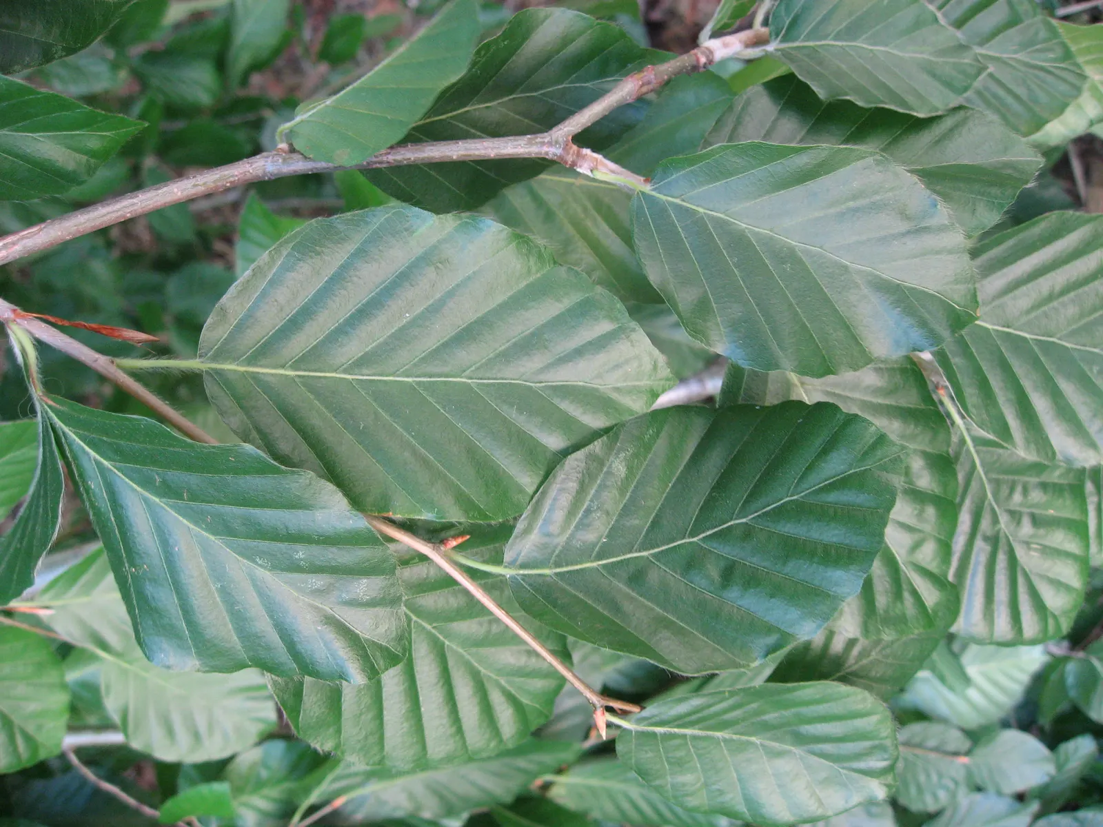 Weeping European Beech (Fagus Sylvatica 'Pendula') — The Weeping European Beech (Fagus sylvatica 'Pendula') showcases gracefully cascading branches, image 22