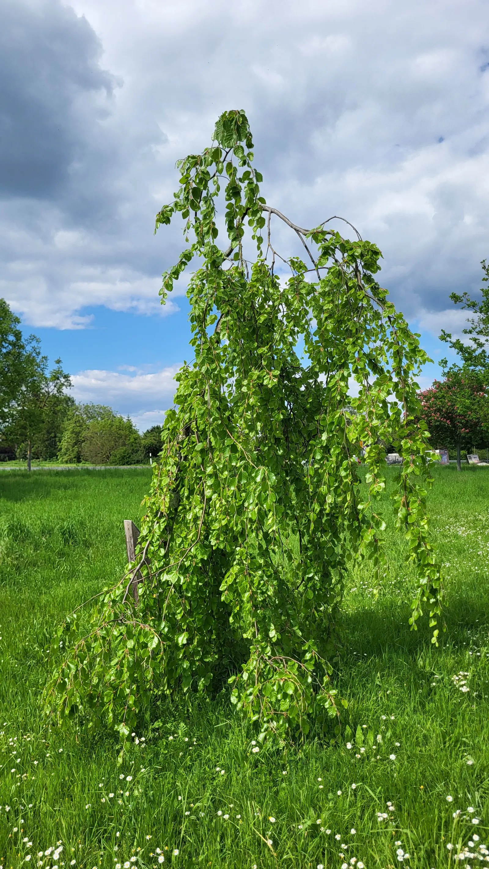 Weeping European Beech (Fagus Sylvatica 'Pendula') — In the fall, the leaves transform to a coppery-bronze, offering seasonal visual interest; noted for its