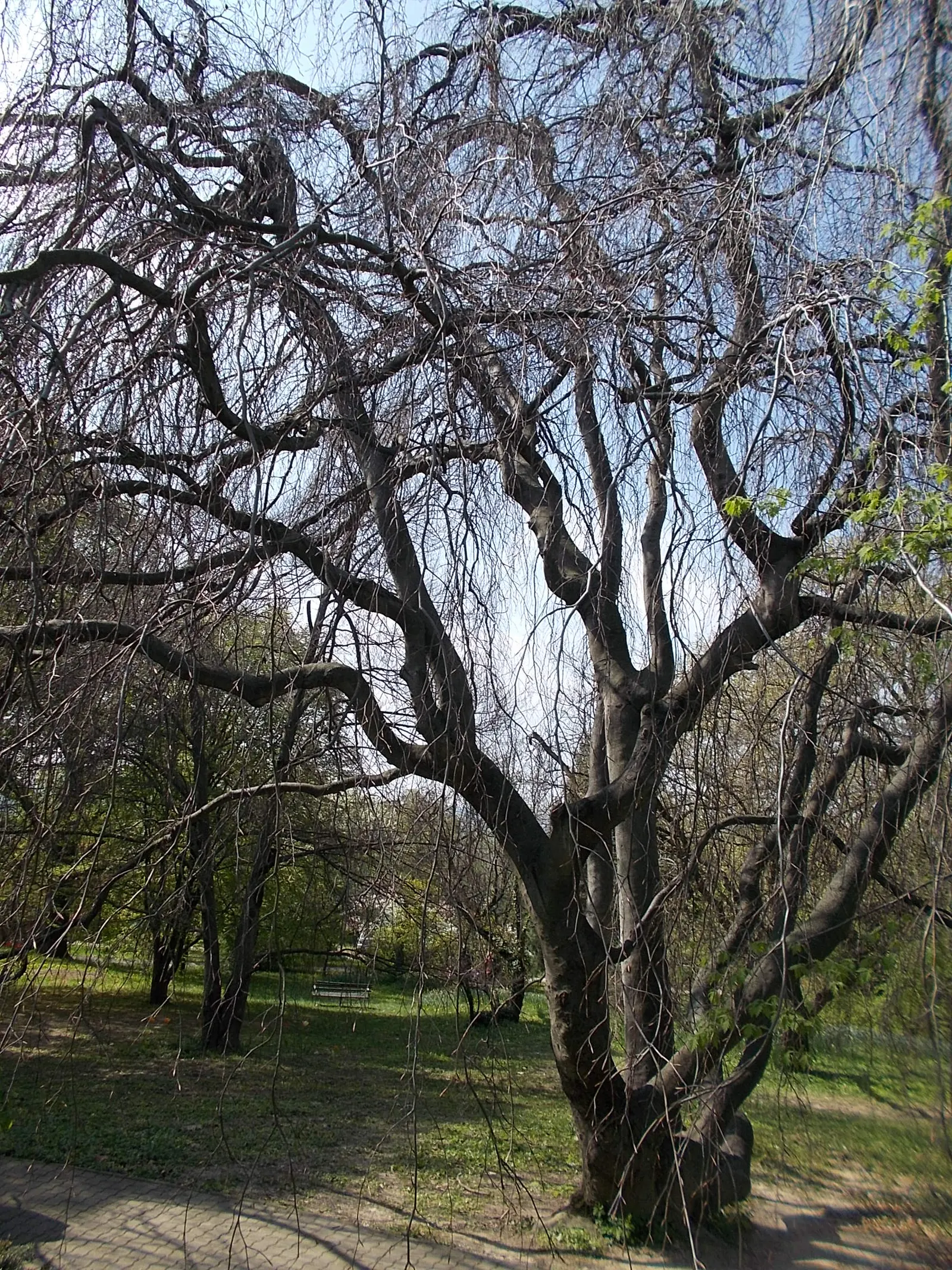 Weeping European Beech (Fagus Sylvatica 'Pendula') — It thrives under full sunlight to partial shade in well-drained soil; dark green as the season, image 66