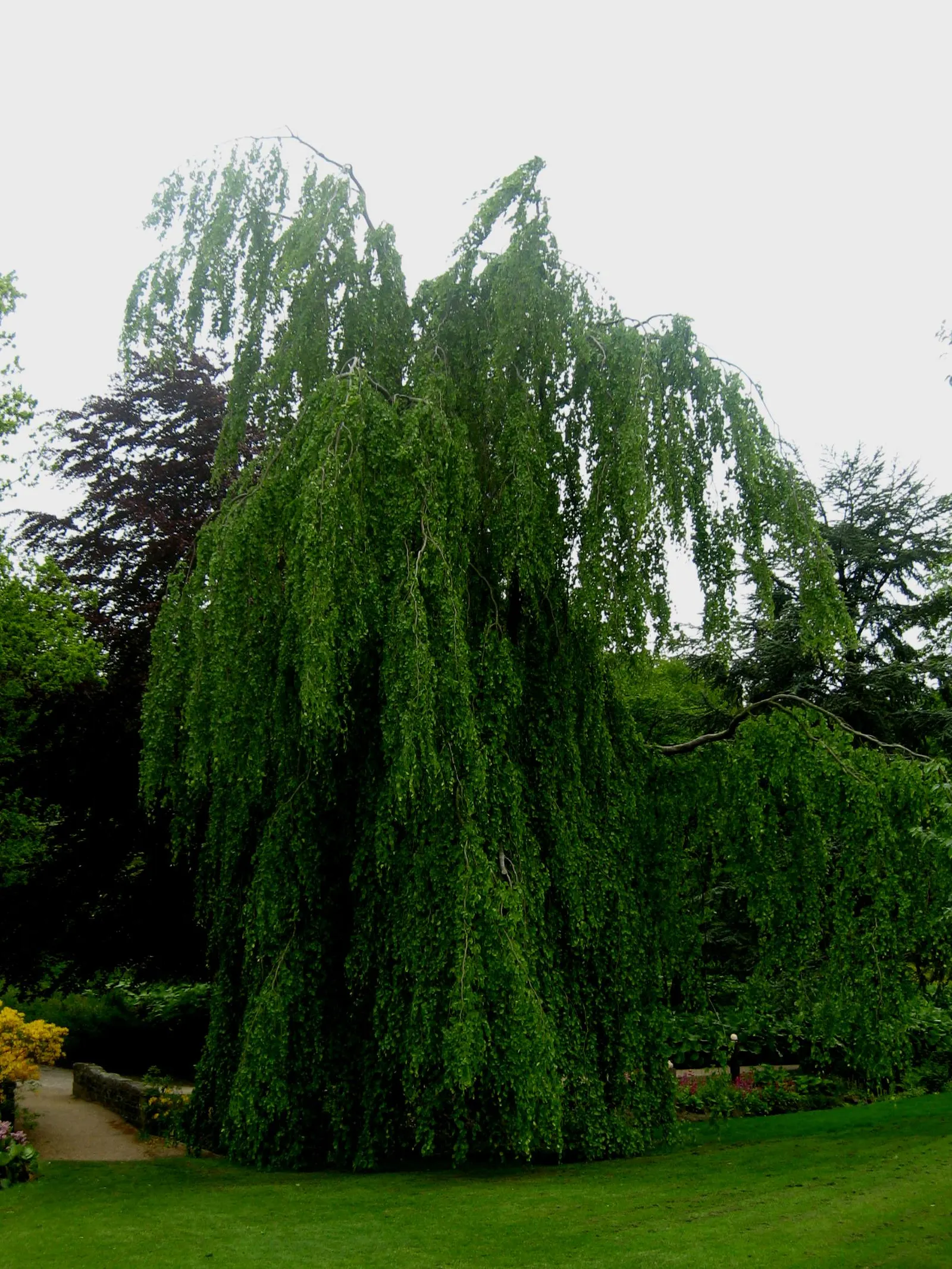 Weeping European Beech (Fagus Sylvatica 'Pendula') — This beech requires a planting site with well-drained and fertile soil